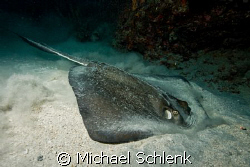 Stingray stirring up the bottom trying to get at some din... by Michael Schlenk 